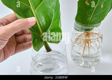 Fiddle Leaf Fig Verbreitung in Wasser durch Stecklinge mit wiederverwendeter Plastikflasche. Stockfoto