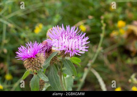 Eine blühende Distel mit rosa Blüten, in einem blühenden Feld Stockfoto