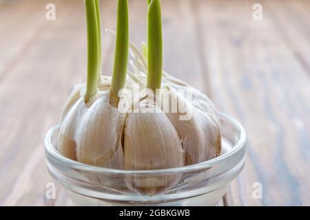 Gekeimt Knoblauchzehen in einer Schüssel mit Wasser. Stockfoto