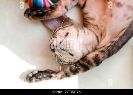 Schlafende Kätzchen auf dem Rücken. Hübsche Katze. Stockfoto