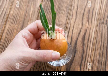 Gekeimt Zwiebeln mit grünen Pfeilen. Hält in der Hand. Stockfoto