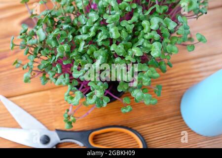 Helle und leckere Microgreens. Blick von oben. Junge Sprossen von Rettich. Stockfoto