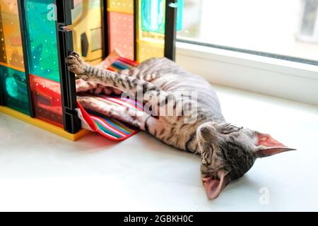 Kätzchen schlafen ausgestreckt auf der Fensterbank in einem Spielzeughaus. Stockfoto
