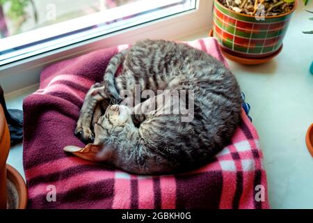 Die Katze schläft auf einer Decke auf der Fensterbank. Zusammengerollt. Stockfoto