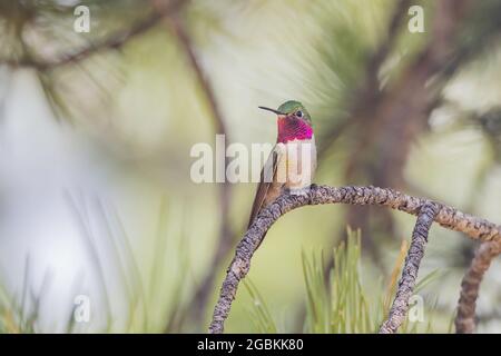 Männlicher Breitschwanzhummingbird in Colorado Stockfoto