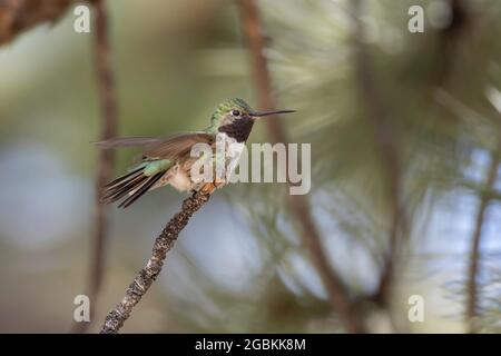 Männlicher Breitschwanzhummingbird in Colorado Stockfoto