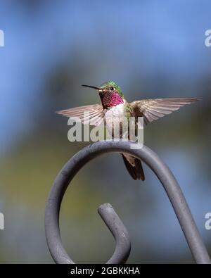 Männlicher Breitschwanzhummingbird in Colorado Stockfoto