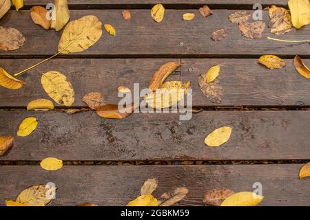 Gelbe Herbst Nussbaum Blätter auf nassen Holz Plank Hintergrund Stockfoto