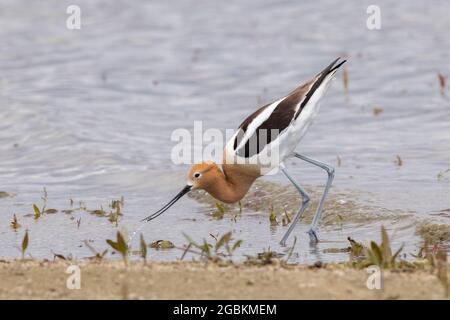 American Avocet am Strand auf der Suche nach Essen Stockfoto