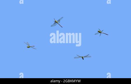 Flying Emperor Libelle, Anax Imperator, eine Collage aus vier verschiedenen Flugansichten, Seite, Vorderseite und Jagd auf ein Insekt vor blauem Himmel, Deutschland Stockfoto