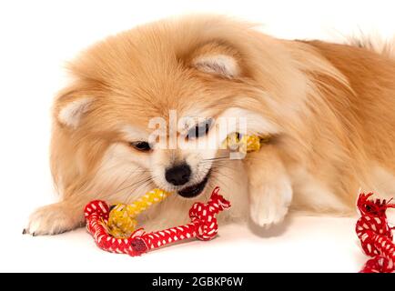 Der Hund spielt mit einem Spielzeugseil. Pommersche spitz isolieren auf weißem Hintergrund Stockfoto