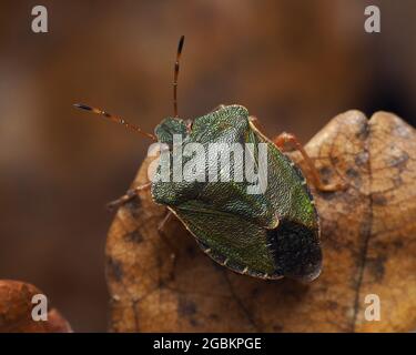 Überwintern der Grüne Schildbug (Palomena prasina) in seiner Winterfärbung. Tipperary, Irland Stockfoto