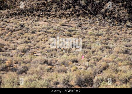 Albuquerque, New Mexico - EIN Wanderer im Rinconada Canyon im Petroglyph National Monument. Stockfoto