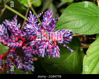 Aechmea blau Tango bromeliad blau und rot Pflanze, schöne lila und rosa Blume Stockfoto