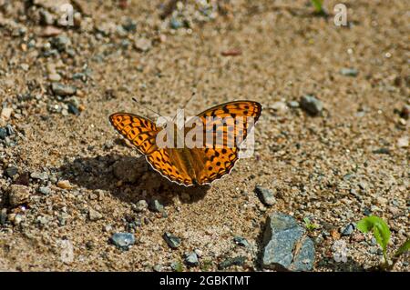 Gelber Schmetterling mit Flügeln, verziert mit schwarzen Figuren im Garten, Sofia, Bulgarien Stockfoto