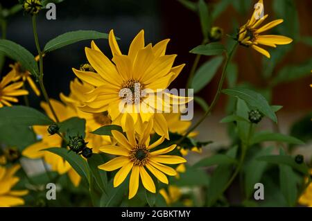 Schönheit gelbe Rudbeckia fulgida Blume blüht im Park, Sofia, Bulgarien Stockfoto