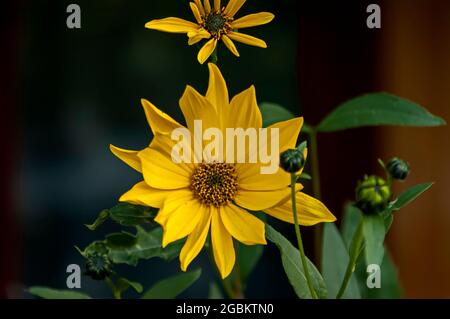 Schönheit gelbe Rudbeckia fulgida Blume blüht im Park, Sofia, Bulgarien Stockfoto