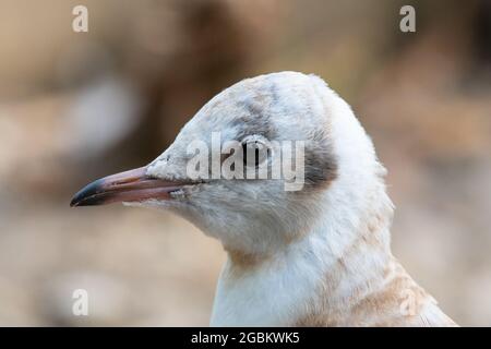 Jungmöwe mit schwarzem Kopf (Chroicocephalus ridibundus) Nahaufnahme des Kopf- oder Seitenprofils Stockfoto