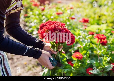 Die Gärtnerin pflückt im Sommergarten mit dem Rebschnitt ein Bouquet von roten Zinnien. Schnittblumen ernten Stockfoto