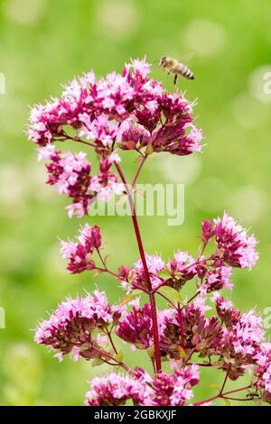 Wilde Majoran-Biene, die Origanum vulgare Blume fliegt Stockfoto