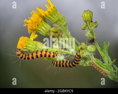 Die Raupen der Zinnober Tyria jacobaeae ernähren sich von dem gelb blühenden Ragwort, jacobaea vulgaris. Stockfoto