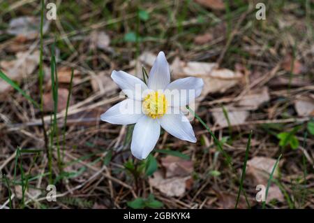 Macro Pulsatilla patiniert sich im Wald. Eine schöne blühende Blume. Eine Blume und Bokeh. Weiße Blütenblätter einer Blume. Blick von oben. Stockfoto