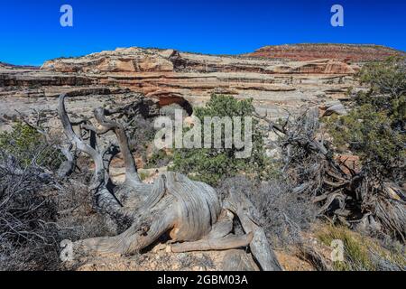 Die drei prachtvollen Brücken, die im White Canyon vom Wasser geformt wurden, wurden 1908 von Präsident Theodore Roosevelt zum Nationaldenkmal erklärt. Stockfoto