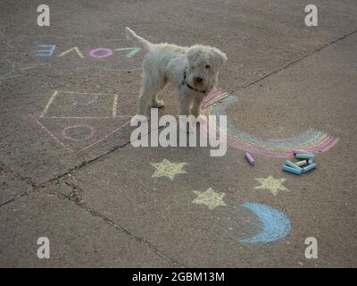 Hund umgeben von farbigen Kreidezeichnungen auf dem Boden Stockfoto