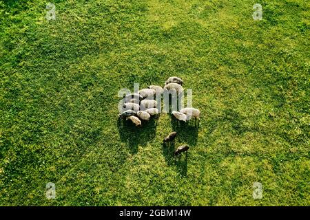Luftaufnahme von oben nach unten der grasenden Schafschar auf dem grünen Feld. Weidende Schafe oder Widder. Schöne ländliche Landschaft mit heimischen Nutztieren. Stockfoto