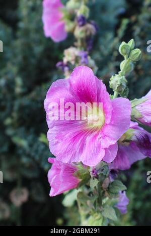 Rosa Hollyhock mit Regentropfen in voller Blüte mit umgebenden Grün verschwommen - Bokeh Stockfoto