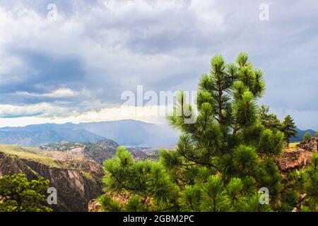 Ponderosa Pine steht stolz im Vordergrund vor dem verschwommenen Hintergrund der Canyon Berge und dem dramatischen stürmischen Himmel Stockfoto