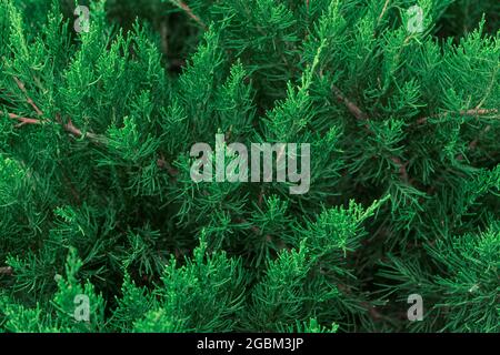 Ein immergrüner Wacholderbusch im Garten Stockfoto
