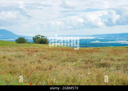 Blick vom Schweizer Jura über ein Maisfeld mit Mohnblumen in Richtung midland mit Neuchatelsee Stockfoto