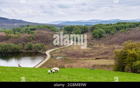 Eine schmale Landstraße schlängelt sich durch Moorhügel unter den Bergen der schottischen Highlands. Stockfoto