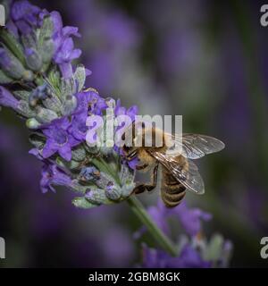 Makroansicht der Biene auf violetter Blume Stockfoto