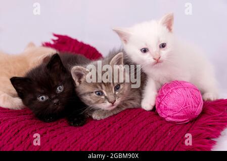 Katzen, die mit rosa Ball-Skeins aus Faden auf rotem Schal spielen. Kleine neugierige Kätzchen, die über einer roten Decke liegen Stockfoto