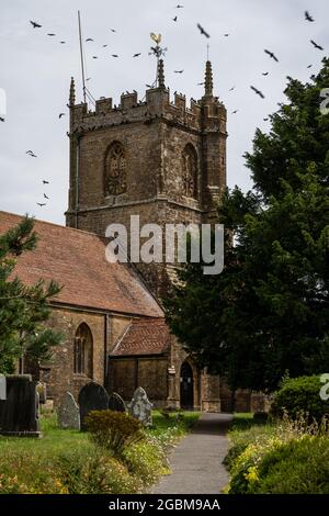 Krähen strömen auf dem Turm der St. Peter und St. Paul's Church im Dorf Odcombe, Somerset. Stockfoto