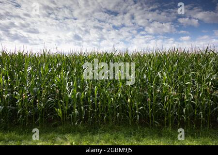 Maisfeld im Süden von München, Bayern, Deutschland. Stockfoto