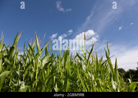 Maisfeld im Süden von München, Bayern, Deutschland. Stockfoto