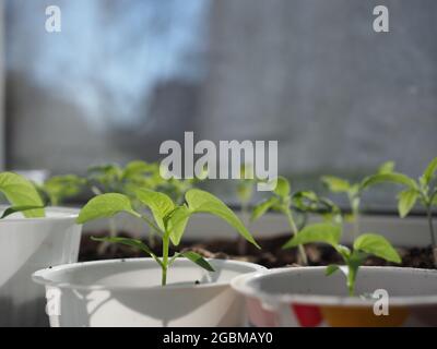 Grüne Keimlinge von süßem Pfeffer wachsen in Blumentöpfen am Fenster Stockfoto