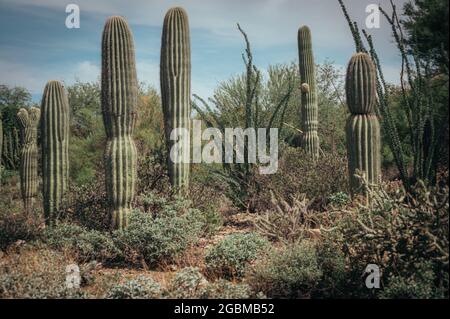 Saguaros im grünen Wüstengarten Stockfoto