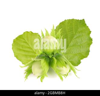 Grüne Haselnussblätter isoliert auf weißem Hintergrund. Frisches grünes Haselnussblatt. Stockfoto