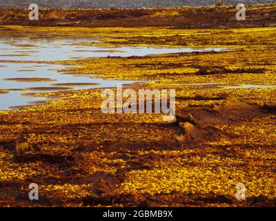 Nahaufnahme von Schwefelquellen und Gesteinsmustern, die eine Mars-ähnliche Landschaft bilden Danakil Depression heißester Ort auf der Erde, Äthiopien. Stockfoto