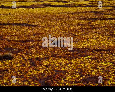 Nahaufnahme von gelben Schwefelquellen und Gesteinsmustern, die eine Mars-ähnliche Landschaft bilden Danakil Depression heißester Ort auf der Erde, Äthiopien. Stockfoto