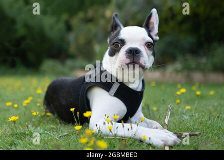 Boston Terrier Welpe liegt auf Gras und hält einen Zweig, sie schaut auf die Kamera. Sie trägt ein Geschirr. Stockfoto