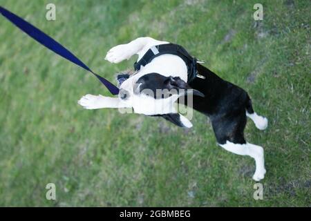 Boston Terrier Welpe trägt ein Geschirr und spielt mit einem Pull-Spielzeug auf einer Bandschnur. Sie steht auf ihren Hinterbeinen auf Gras und hält das Spielzeug im Mund Stockfoto