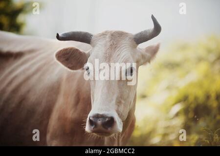 Porträt einer gehörnten Kuh. Porträt eines beigen Bullen. Die Schnauze der Rinder. Stockfoto