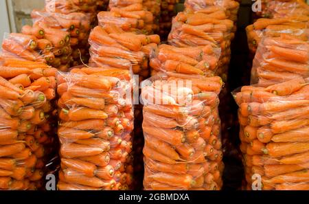 Taschen mit jungen frischen Karotten zum Verkauf vorbereitet. Frisch geerntete Karotten. Ernte von Bio-Gemüse. Landwirtschaft und Landwirtschaft. Selektiver Fokus Stockfoto