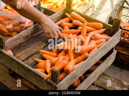 Der Bauer packt die frischen Karotten zum Verkauf in Beutel. Frisch geerntete Karotte. Ernte von Bio-Gemüse. Landwirtschaft und Landwirtschaft. Auswahl Stockfoto