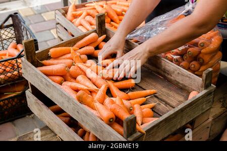 Der Bauer packt die frischen Karotten zum Verkauf in Beutel. Frisch geerntete Karotte. Ernte von Bio-Gemüse. Landwirtschaft und Landwirtschaft. Auswahl Stockfoto